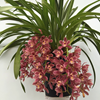 Cymbidium Sakura-2